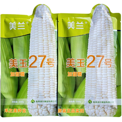 美玉27号白甜糯玉米种籽高产矮杆大棒甜加糯白糯玉米大田苞谷种孑