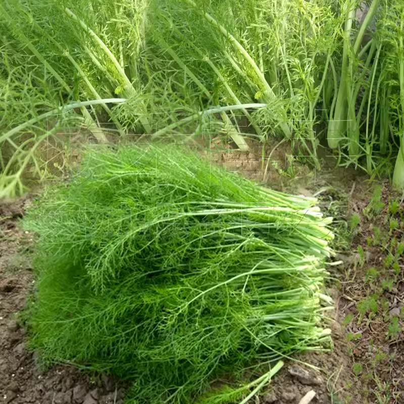 小茴香种子茴香种籽割茬四季播散装阳台盆栽室内青菜籽蔬菜种孑