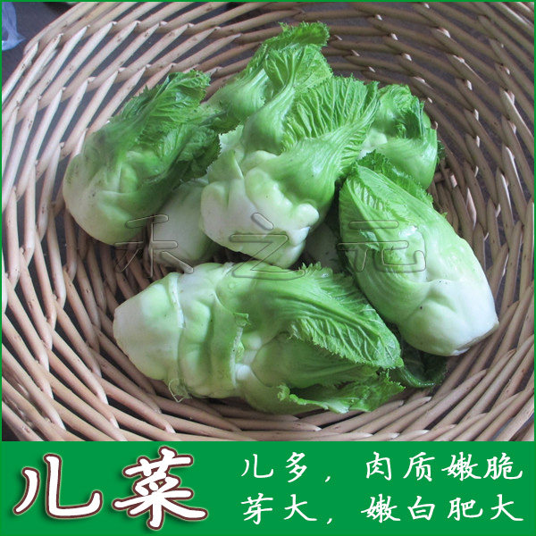 春秋播【儿菜种子】抱子芥 白领保健佳品 天然健康宝宝菜 质脆肉