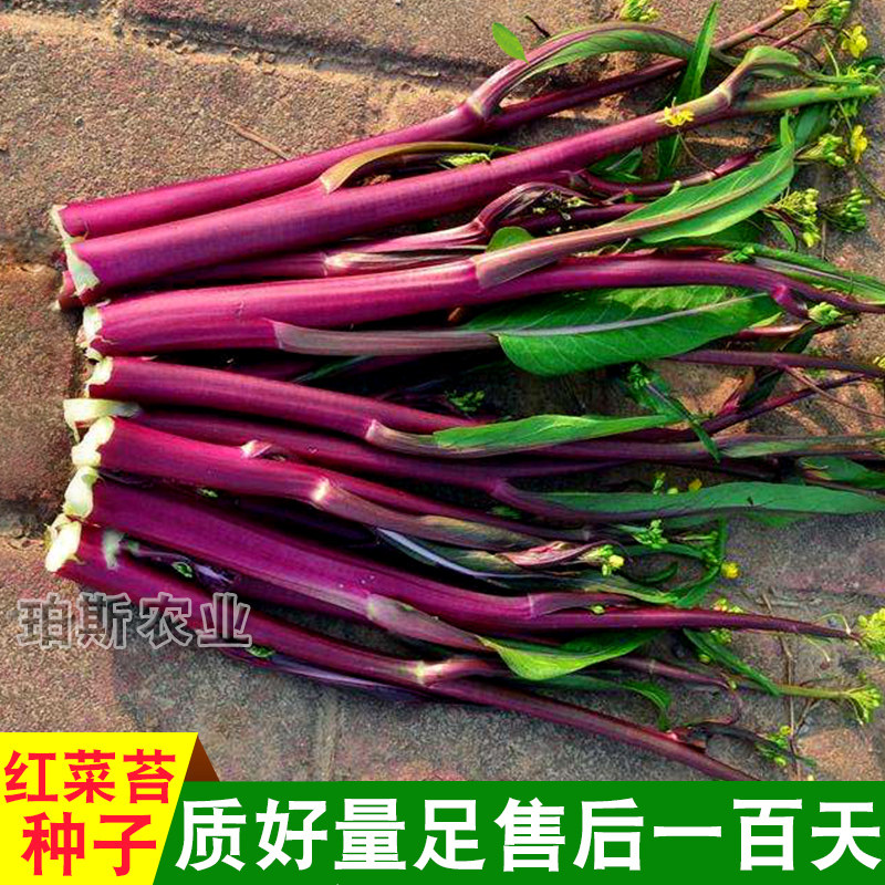 包邮高产红菜薹种子寿光蔬菜种子红菜苔四季红菜心种子四季播包邮