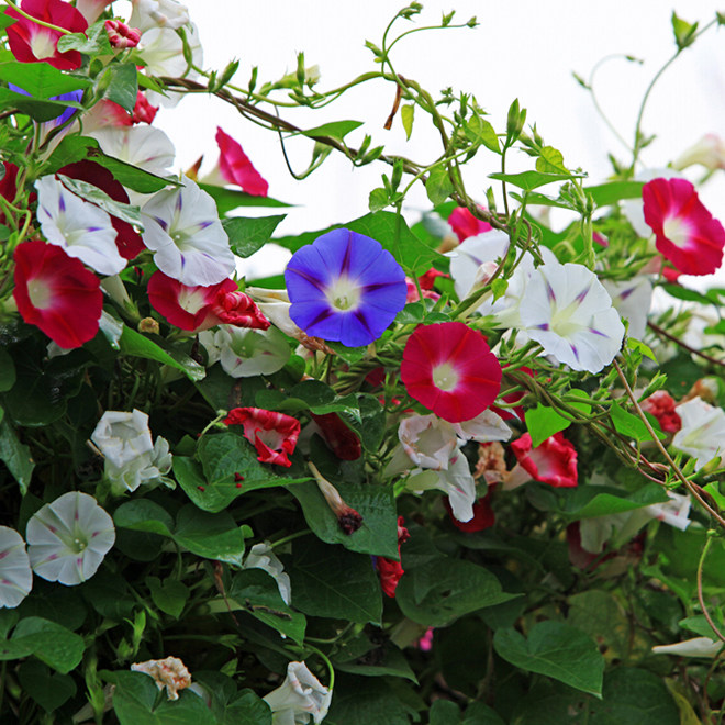 大牵牛花种子阳台庭院爬藤植物喇叭花混色四季易种矮牵牛