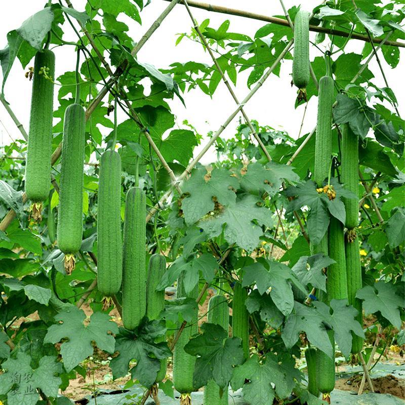 鼎牌三比优比丝瓜肉棱香丝瓜种子牛奶蔬菜四季播高产大田种籽孑