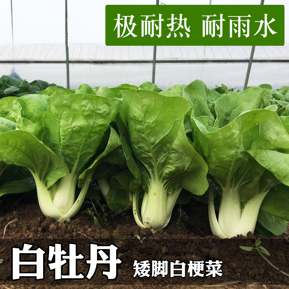 白青菜种籽大全奶小白菜籽四季快菜种籽鸡毛菜春秋冬季小白菜种孑