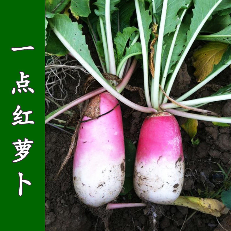 一点红萝卜种子甜脆水果罗卜种籽红皮水萝卜秋季四季播种植蔬菜孑