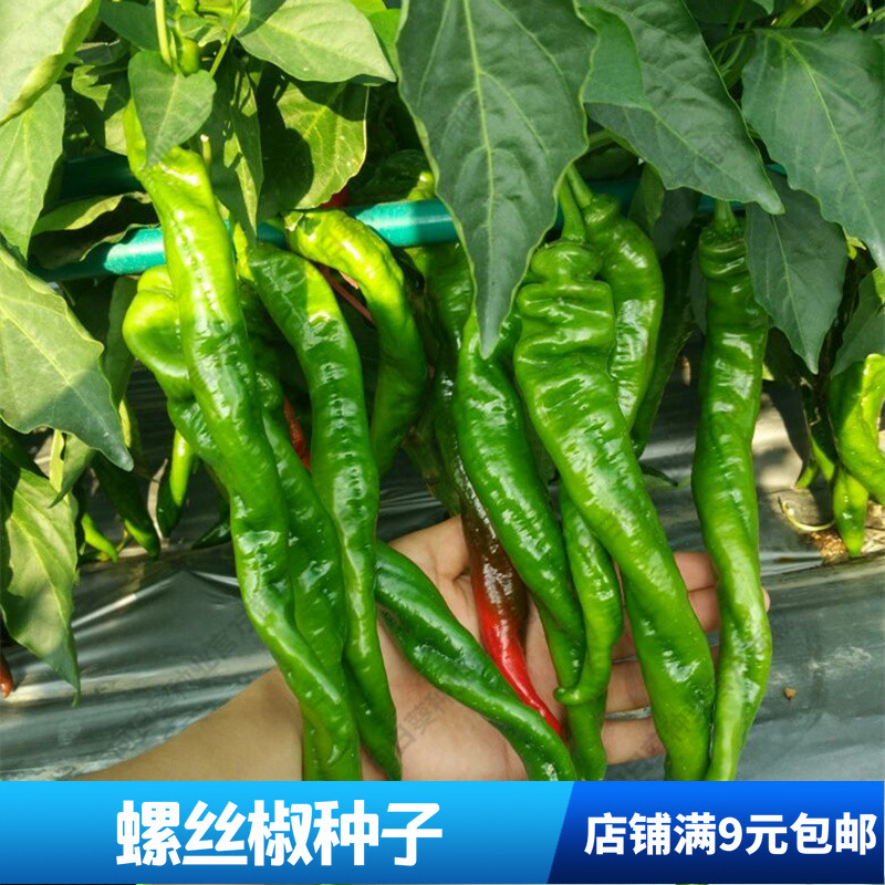 春秋播螺丝椒辣椒种子高产农家基地早熟大型果辣椒阳台蔬菜籽四季