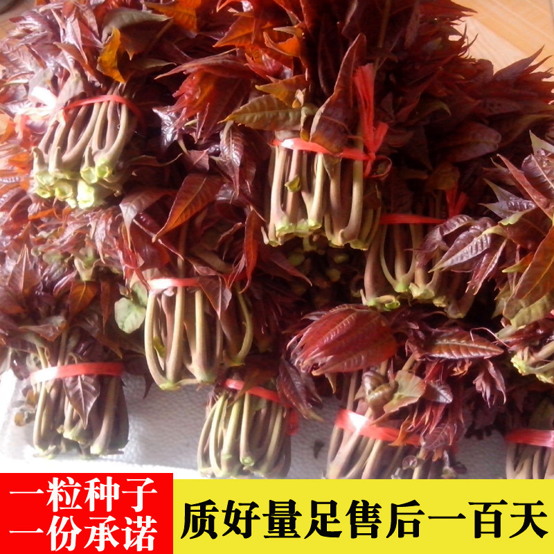 春秋播香椿种子红油香椿芽种子芽苗菜种子香椿苗种子纸上种菜新香