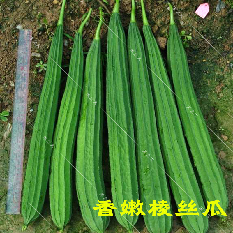 春秋播香嫩棱丝瓜种子老品种棱丝瓜 珍品一号杂交一代 室内阳台庭