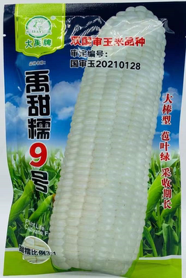 大禹禹甜糯9号白甜糯玉米种子春秋播高产采收期长大棒型白粘玉米
