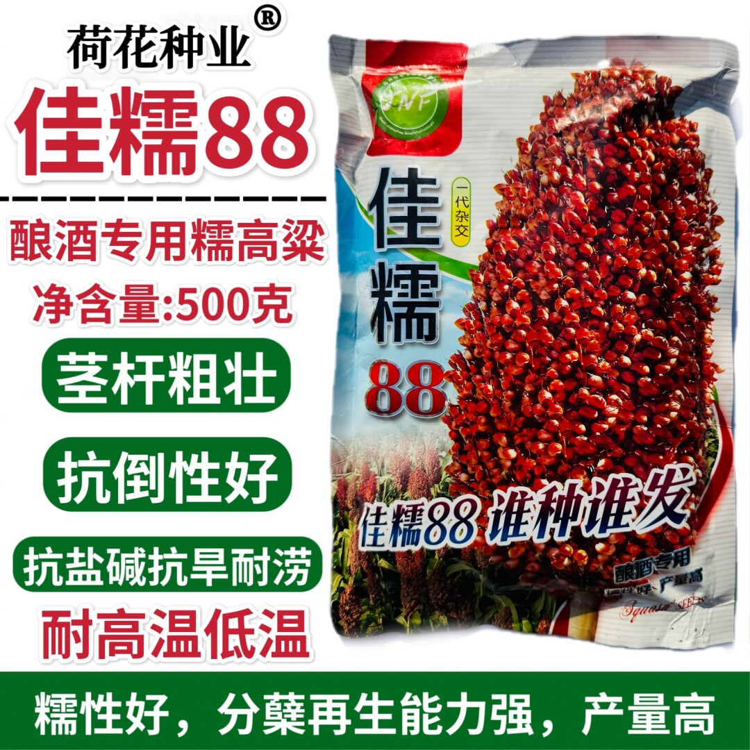 佳糯88糯高粱种子酿酒专用抗倒抗旱耐高温红高粱种籽大田基地播种