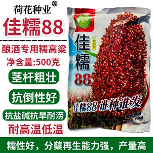 佳糯88糯高粱种子酿酒专用抗倒抗旱耐高温红高粱种籽大田基地播种