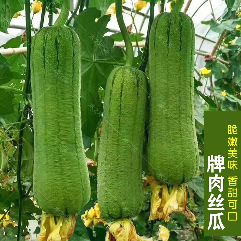 春秋蟋蟀四季肉丝瓜种子秋冬籽播早熟香瓜果蔬菜农家田园春夏播白