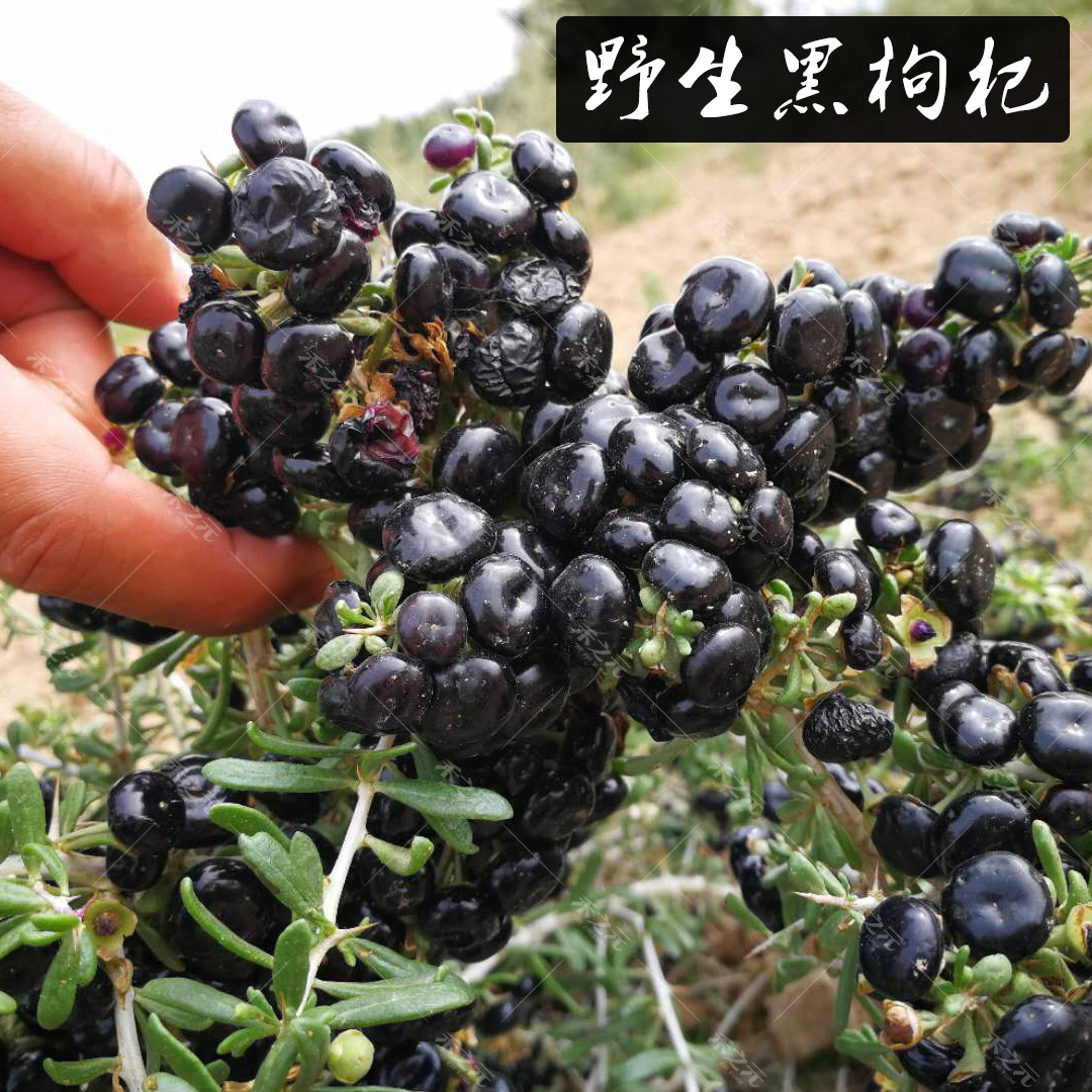 春秋播野生黑枸杞种子黑果含花青素盆栽蔬菜保健青海黑枸杞籽地道