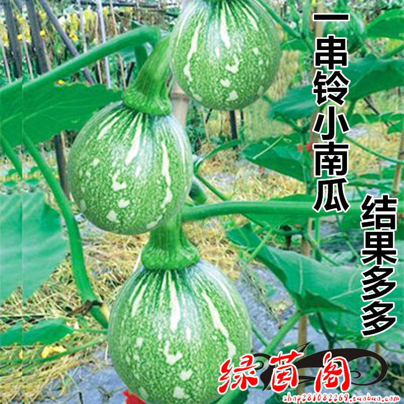 一串铃小青瓜种子早熟南瓜种籽嫩南瓜春秋阳台菜用大田蔬菜种籽
