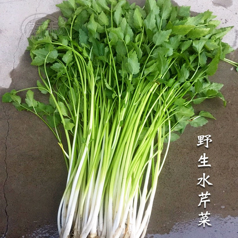 野生水芹菜种籽山芹种子叶芹籽种东北农家盆栽蔬菜孑秋季播易活
