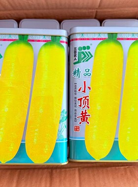 精品小顶黄胡萝卜种子生吃脆甜水果萝卜种籽齐头黄高产优质蔬菜种