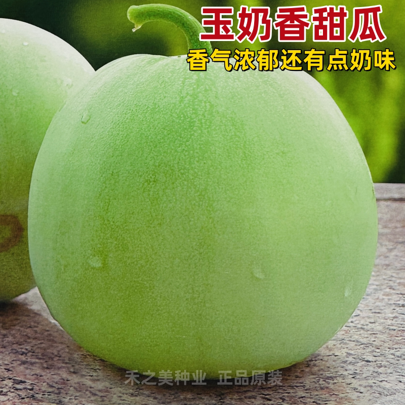 玉奶香薄皮甜瓜种子绿皮早熟香瓜大全春季瓜果种籽孑水果鼎牌种业