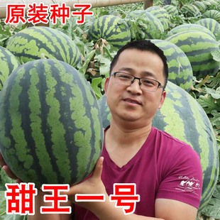 春秋甜王西瓜种子特大春季四季高产超大甜懒汉京欣巨型巨大8424种