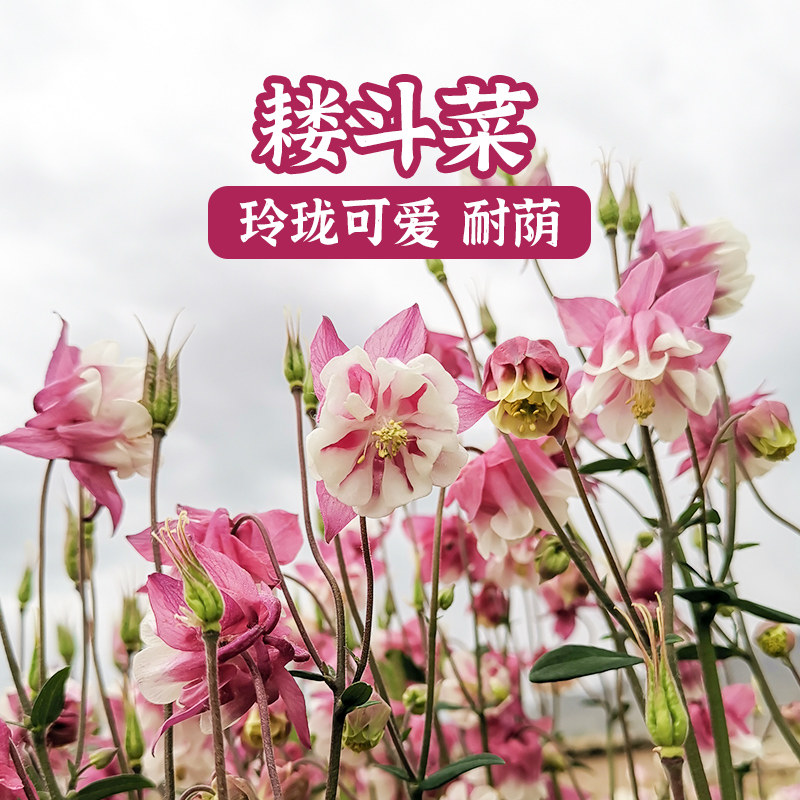 春秋播楼斗菜花种子四季易活开花室内外盆栽花种孑花草植物花卉花