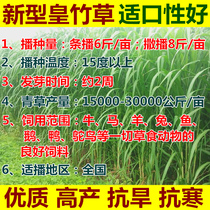 新型皇竹草种子多年生牧草种子粮竹草王草巨象草甘蔗草四季种草籽