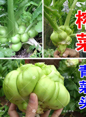 爽口榨菜种子 北方芥菜疙瘩腌制四川咸菜 棱角菜 青菜头 羊角菜籽