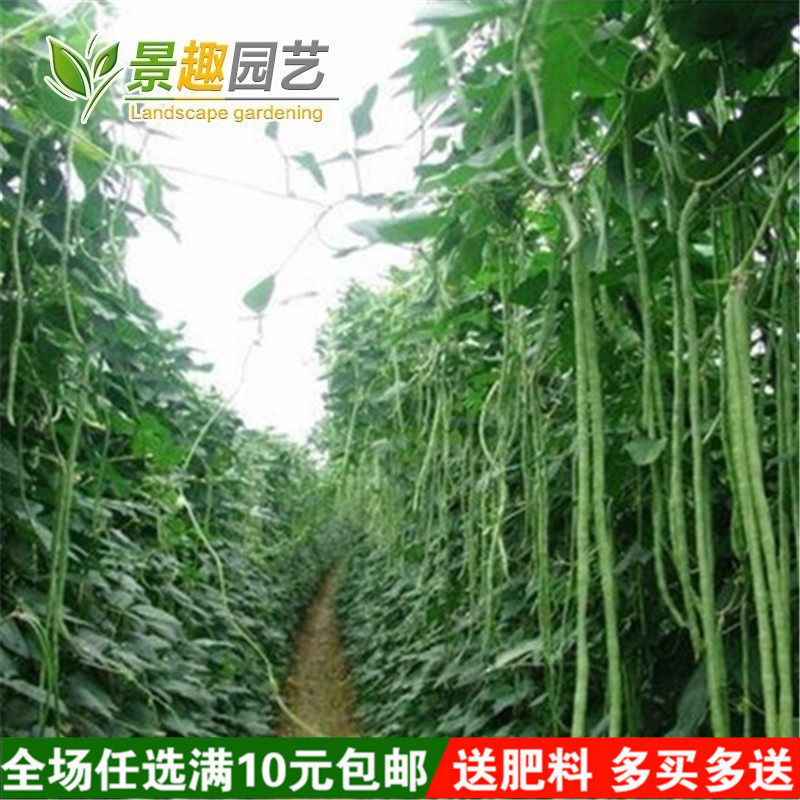 江西小五叶豇豆种子 菜园易种蔬菜种子早熟高产 长豆角种子梅豆