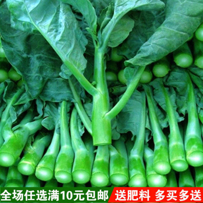 芥蓝 蔬菜种子芥兰 阳台种菜 家庭盆栽种植 蔬菜