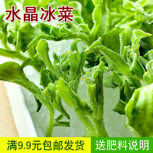 四季可播蔬菜种子 家庭阳台种菜 水晶冰菜种子菜籽 罕见冰草