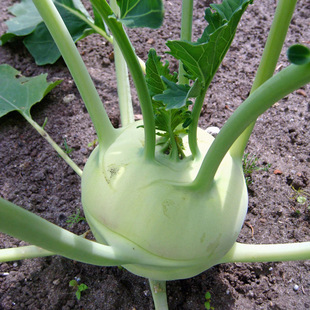 小菜园 根茎菜 青丕蓝 紫丕兰种子 中早熟品种 腌菜 特脆