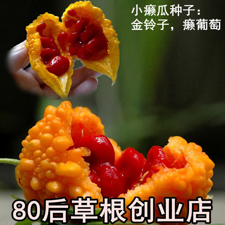 小癞瓜种子 小濑瓜种子 金铃子 赖葡萄种子阳台种菜 盆栽蔬菜
