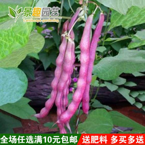 蔬菜种子春秋四季播欧洲大紫袍架豆种子 紫四季豆 芸豆刀豆 菜豆