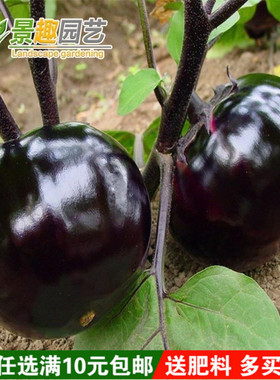 快圆茄种子 黑紫色茄子种子 早熟 大面积种植 蔬菜种子春播 20g