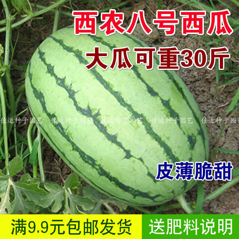特甜西农八号西瓜种子 早熟抗病水果甜度高产量高耐重茬水果种子