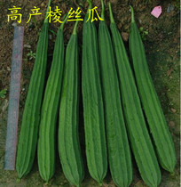 寿光蔬菜 特长棱丝瓜种子可长达2米耐热抗病高产春秋盆栽菜园播种