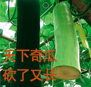 砍瓜种子 天下奇瓜砍了又长 盆栽庭院植物瓜果蔬菜种子 满10包邮