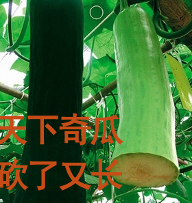 砍瓜种子 天下奇瓜砍了又长  盆栽庭院植物瓜果蔬菜种子 满10包邮