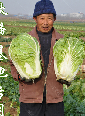 胶研州黄心大白菜种子胶州秋播季王冬储大白菜山东白菜北方义和秋