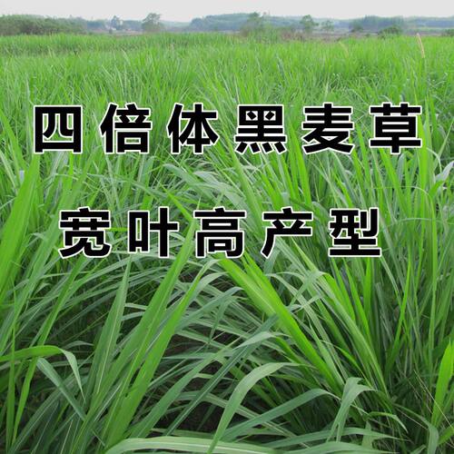 特高四倍体 黑麦草种子 高产牧草南方北方牛羊鱼草籽