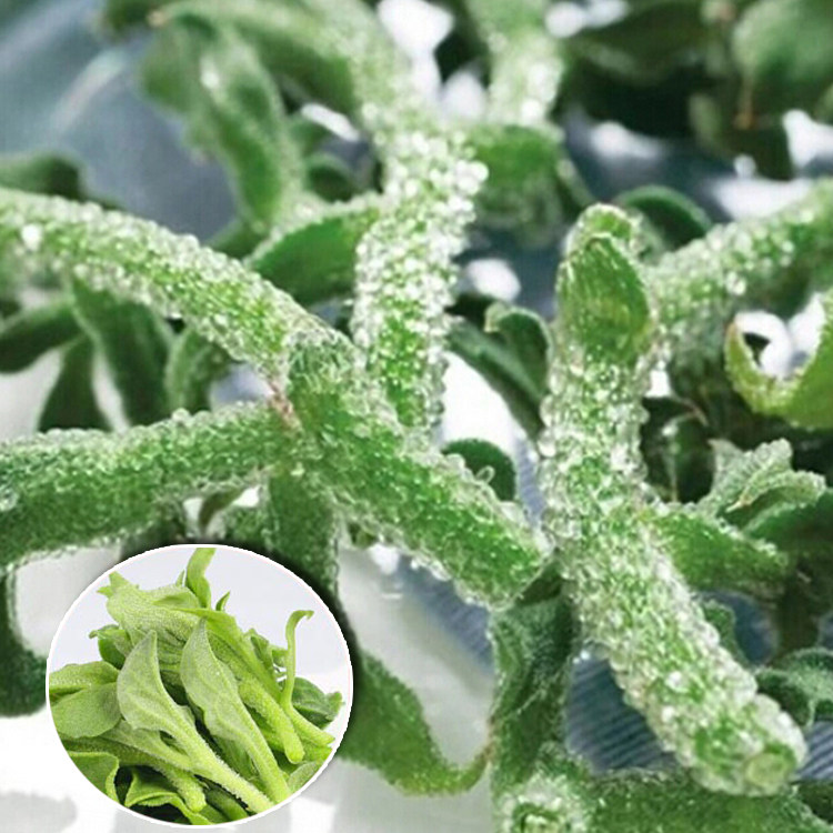 冰草种子冰菜种子非洲冰草新鲜蔬菜种子水果冰草菜冰菜蔬菜包邮