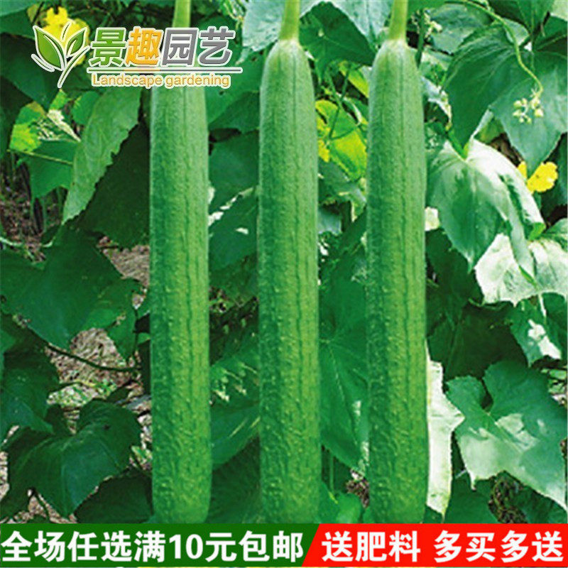 蔬菜种子常丰新长香丝瓜 高产丝瓜种子 特长丝瓜种子 菜种子春播