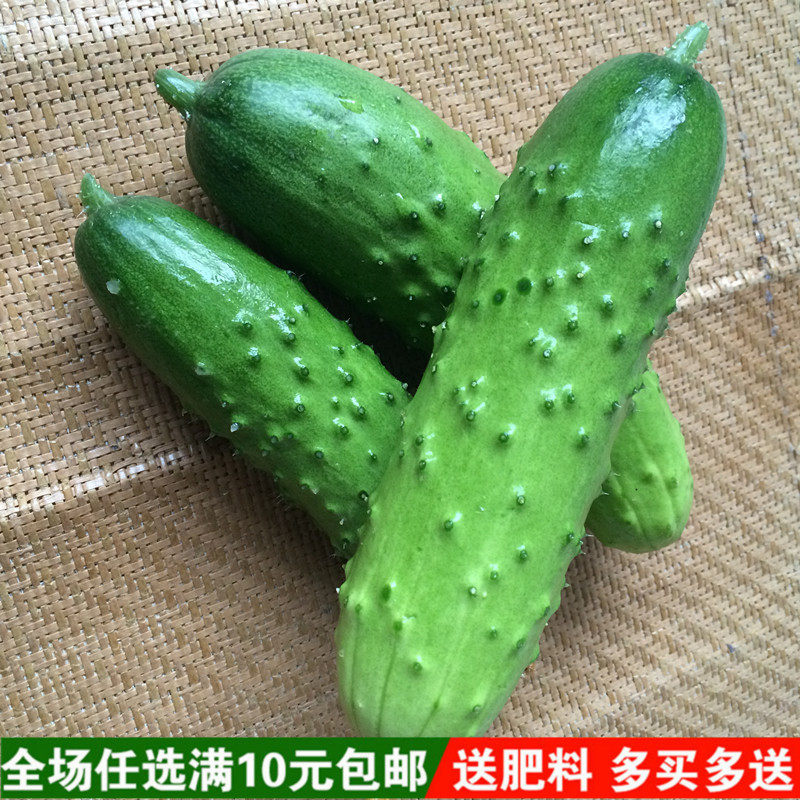 秋播水果黄瓜种子节节瓜小阳台盆栽高产夏季农家蔬菜种子四季播种