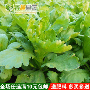 庭阳台盆栽 院蔬菜种子 大叶茼蒿种子  阳台菜籽 茼蒿菜种 蓬蒿籽
