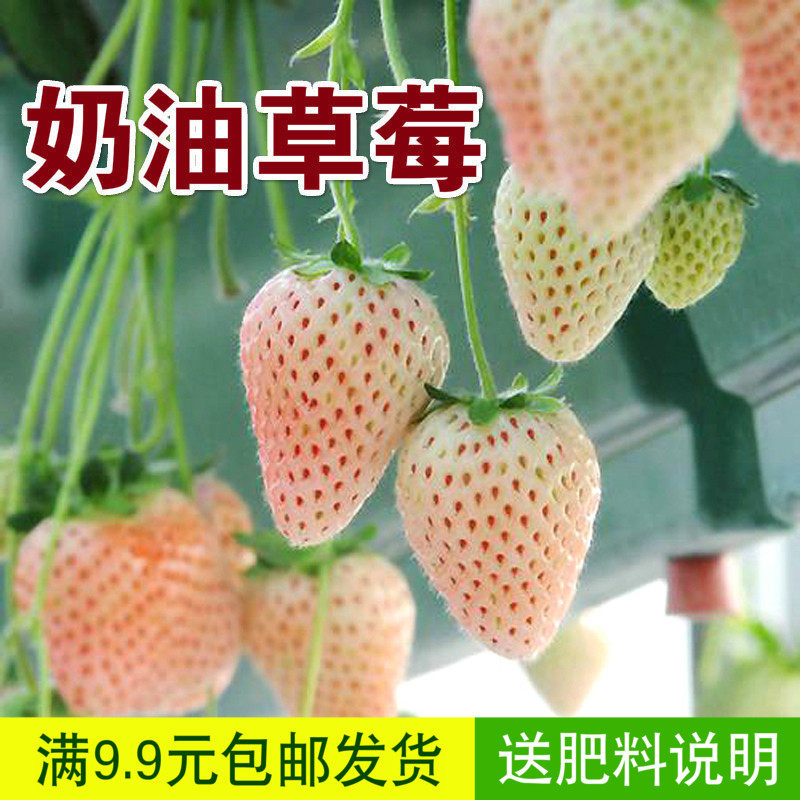 蔬菜四季水果花草阳台庭院盆栽 白草莓种子奶油草莓美味多汁