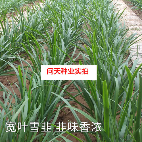 汉中雪韭王韭菜种子 独根红 791雪韭 长青韭霸不休眠寿光蔬菜种子