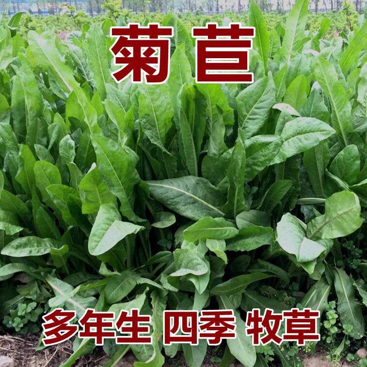 牧草种子菊苣肥猪菜草籽牛羊吃的牧草种子南方北方牧草籽包邮