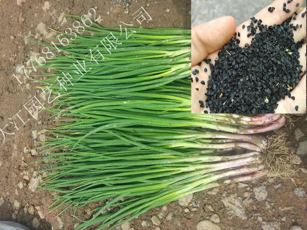四季小香葱种子火葱红葱分 庭院阳盆栽蔬菜籽播易种蔬果包邮