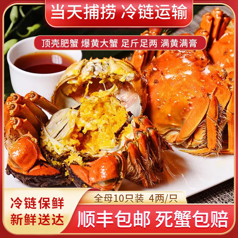 长荡湖精挑4两全母8只/10只特大大闸蟹鲜活螃蟹礼盒海鲜水产同城