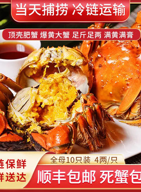 蟹团团全母蟹4两装全母大闸蟹