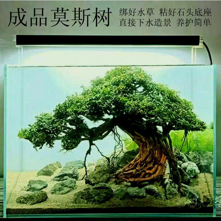 成品莫斯树沉木树鱼缸造景水草树巴西沉木树看图选树树景造景树
