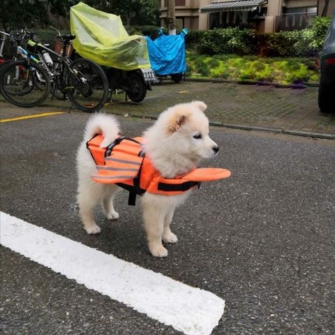 宠物狗狗救生衣游泳衣小狗小型犬夏季狗用大型犬狗子衣服玩水浮力