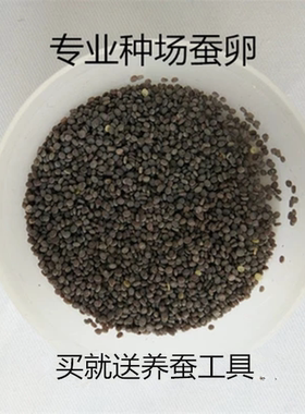 蚕卵蚕子蚕宝宝学生科普养蚕